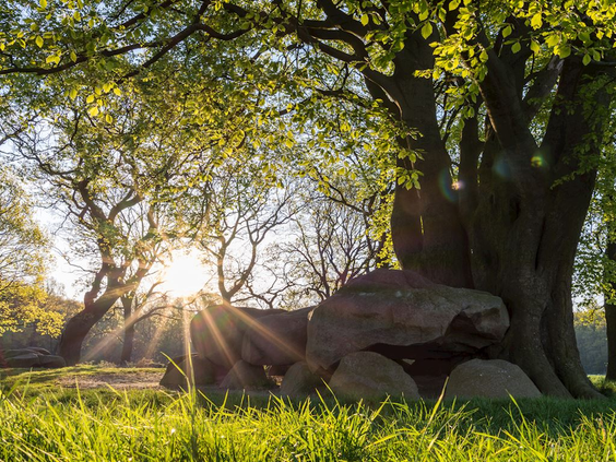 Een groot hunebed in Drenthe, omringd door oude bomen, met de opkomende zon die zijn stralen door de bladeren werpt.