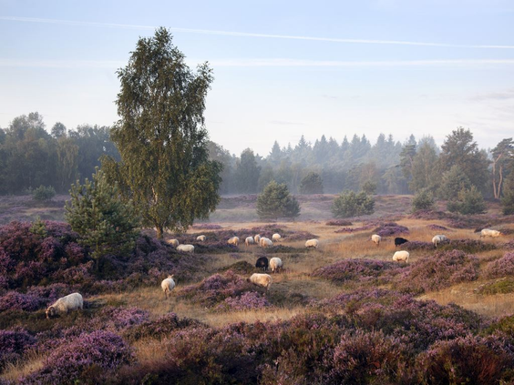 Een schaapskudde graast op een uitgestrekt heideveld met bloeiende paarse heide in de ochtendmist in Nationaal Park Dwingelderveld in Drenthe.