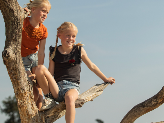Twee meisjes klimmen als echte avonturiers in een boom in de natuurrijke omgeving van de Loonse en Drunense Duinen bij Kaatsheuvel.