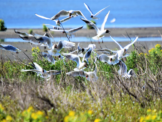 Een grote zwerm kokmeeuwen vliegt op uit de begroeiing aan de waterkant van de Marker Wadden in Flevoland.