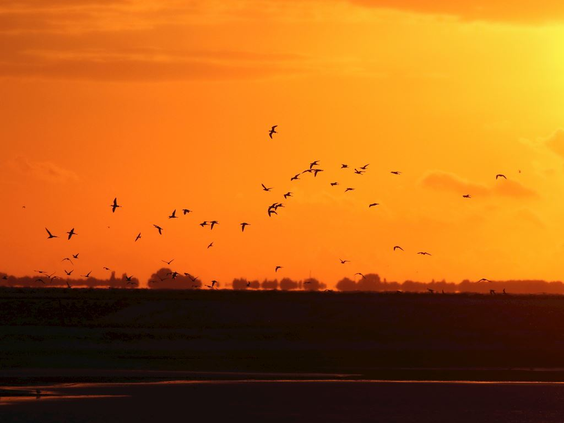 Een zwerm vogels vliegt als silhouetten tegen een spectaculaire, oranje zonsondergang boven de Marker Wadden.