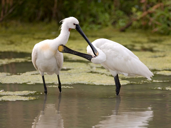 Twee witte lepelaars die met hun kenmerkende snavels in het ondiepe water staan op de Marker Wadden.