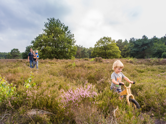 Kind op een loopfiets rijdt door de bloeiende heide in de natuurrijke omgeving van Landal Orveltermarke in Drenthe.