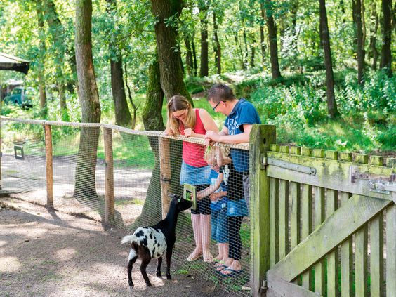 Een gezin met twee kinderen staat bij het houten hek van de kinderboerderij en aait een nieuwsgierig, klein geitje op Landal Rabbit Hill.