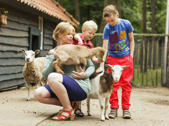 Een gezin met jonge kinderen aait en knuffelt de geitjes en schapen op de gezellige kinderboerderij van vakantiepark Landal Vennenbos.