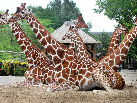 Een groep giraffen ligt in het zand in dierentuin GaiaZOO in Kerkrade, een leuk uitje in de buurt van Landal Waufsberg.
