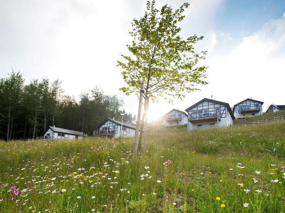 Uitzicht op de chalets van Landal Winterberg, gelegen in een heuvelachtige, groene omgeving met een bloemenweide op de voorgrond.