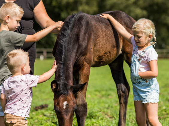 Drie jonge kinderen aaien voorzichtig een lief bruin veulen dat in een groene weide op Landgoed de Scheleberg staat.