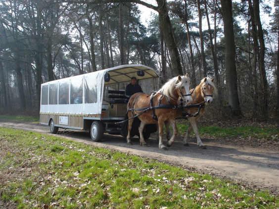 Een huifkar getrokken door twee paarden maakt een tocht over een bospad in de omgeving van Center Parcs Limburgse Peel.
