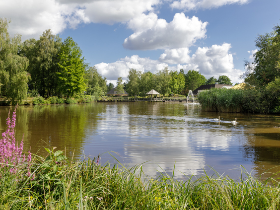 Het rustige recreatiemeer van Center Parcs Limburgse Peel, omringd door groen en met zwanen die in het water zwemmen.