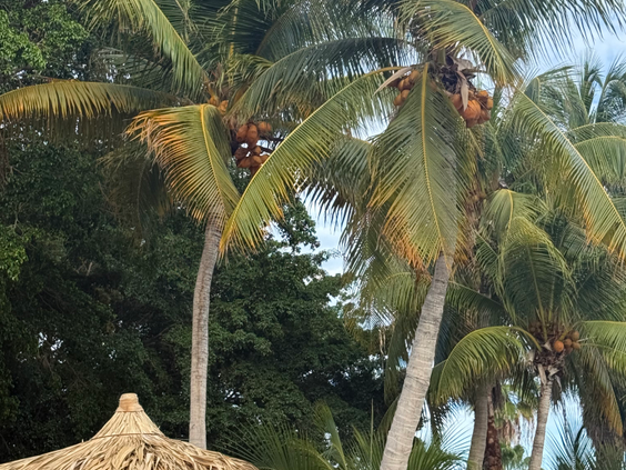 Livingstone Jan Thiel Resort