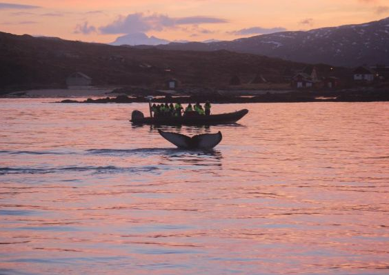 Noorderlicht in Tromsø