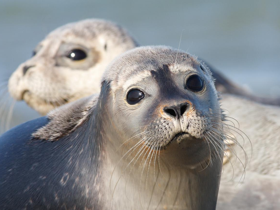 Twee nieuwsgierige zeehonden die liggen te zonnen op een zandbank in de Oosterschelde, een leuke tip voor een dagje uit vanaf De Banjaard.
