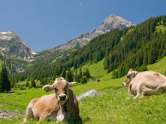 Bruine koeien rusten in een groene bergweide in de Duitse Allgäu-regio, de omgeving van Center Parcs Park Allgäu.