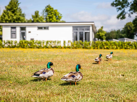 Een rij eenden wandelt over het groene grasveld voor de witte vakantiehuisjes op het waterrijke recreatiepark.