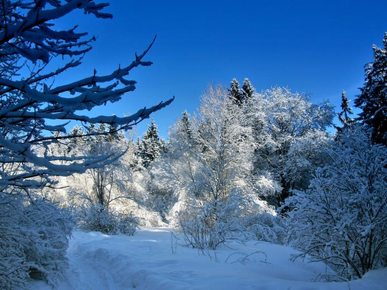 Een prachtig, zonnig winterlandschap in de Harz met diep besneeuwde bomen en een helderblauwe lucht.