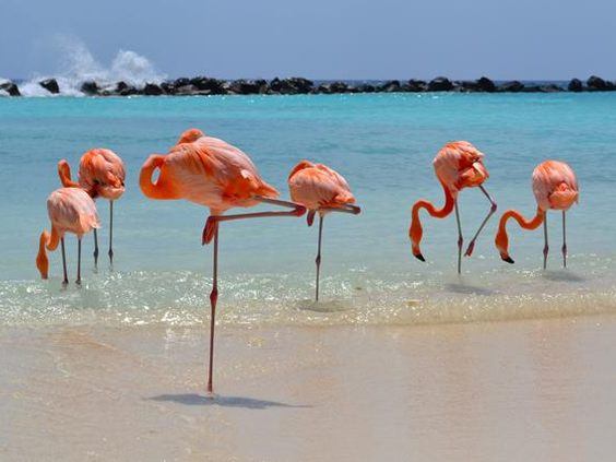 Renaissance Wind Creek Aruba Resort