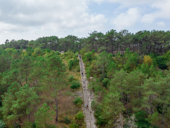 Luchtfoto van de lange trap die door de bossen van het natuurgebied Schoorlse Duinen omhoog leidt.