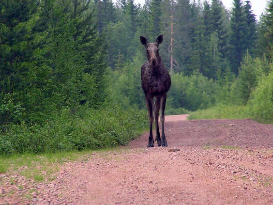 17-daagse rondreis Bernt - Zweden, Noorwegen