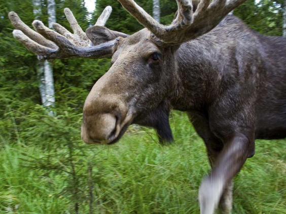 17-daagse rondreis 'Pernilla' - Zweden