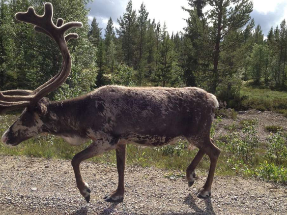 15- of 16-daagse rondreis 'Summer Adventure Sweden' - Zweden