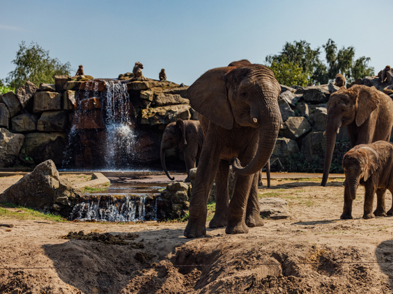Een kudde olifanten met een kalf staat bij een rots met een waterval in Safaripark Beekse Bergen