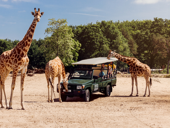 Drie giraffen omringen een bussafari met bezoekers op de savanne van Beekse Bergen