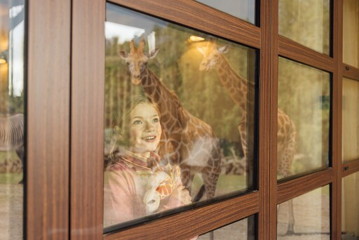 Lachend meisje kijkt vanuit haar lodge naar de giraffen buiten bij Safari Hotel Beekse Bergen