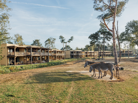Zebra's grazen op de savanne voor de houten lodges van het Safari Hotel Beekse Bergen
