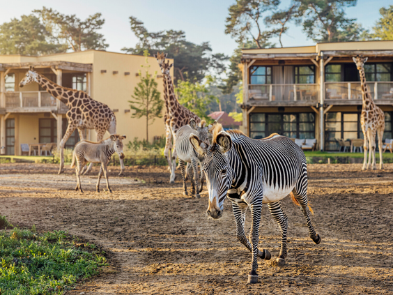 Een zebra rent over de vlakte met giraffen en een zebra veulen voor de lodges van Safari Hotel Beekse Bergen