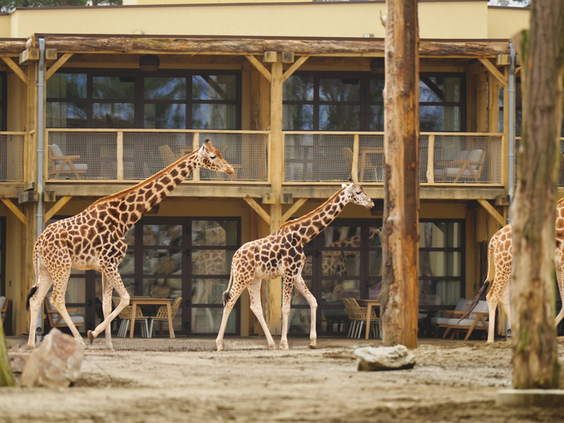 Drie giraffen lopen langs de houten lodges van het Safari Hotel Beekse Bergen
