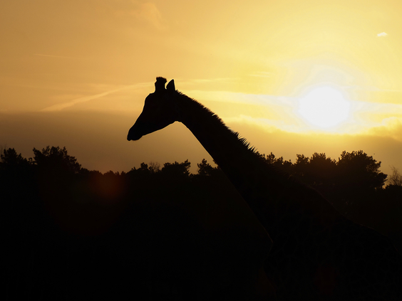 Silhouet van een giraffe tegen een oranje zonsondergang in Safaripark Beekse Bergen