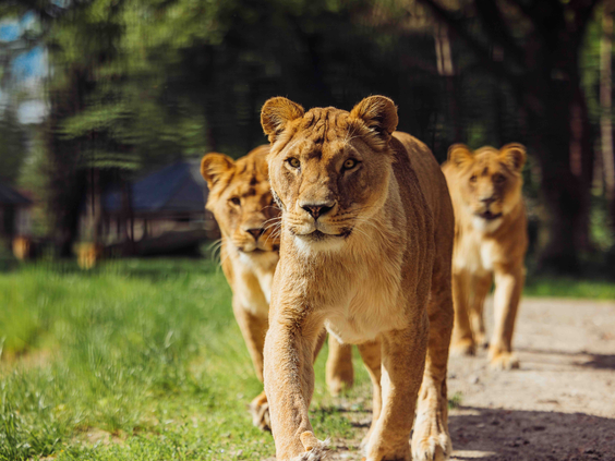 Drie leeuwinnen wandelen over zandpad voor lodges in Safari Resort Beekse Bergen