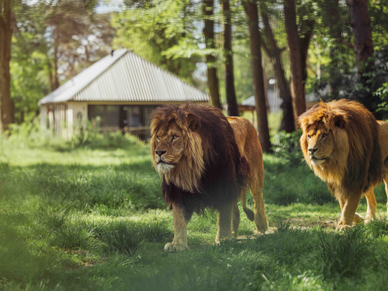 Twee indrukwekkende leeuwen lopen door het gras met op de achtergrond een lodge voor een unieke overnachting in Safari Resort Beekse Bergen