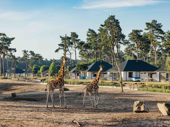Twee giraffen wandelen op de savanne voor de luxe lodges van Safari Resort Beekse Bergen