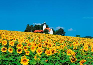 Een prachtig landschap in Beieren met een groot veld vol zonnebloemen en een kerkje op een heuvel.