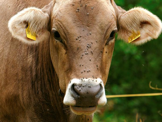 Een nieuwsgierige bruine koe kijkt in de camera, typerend voor het boerenleven en de alpenweides in Beieren.