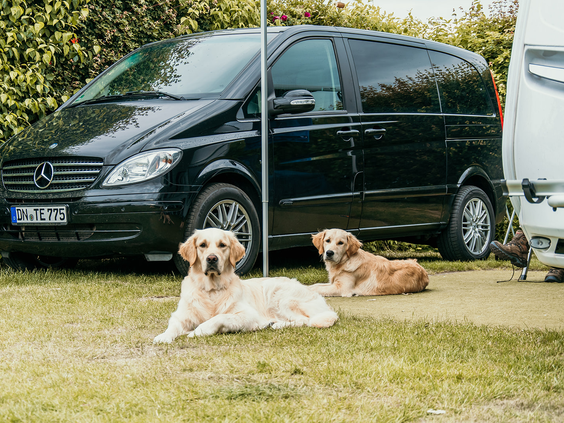 Twee blije honden liggen in het gras op Strandpark De Zeeuwse Kust, waar huisdieren van harte welkom zijn voor een familievakantie aan zee.