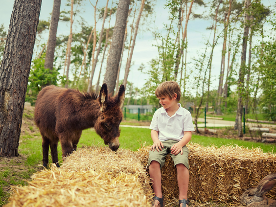 Terhills Resort by Center Parcs