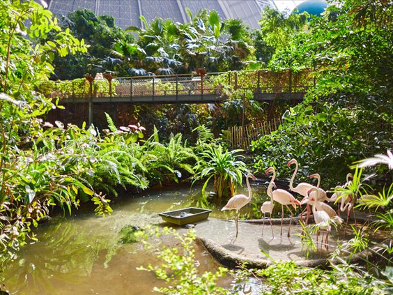 Een groep roze flamingo's staat bij het water in het weelderige, groene indoor tropisch regenwoud van Tropical Islands.