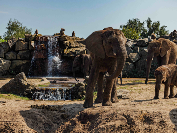 Drie olifanten en een baby olifant in hun verblijf met stenen en zand bij de waterval in Safaripark Beekse Bergen