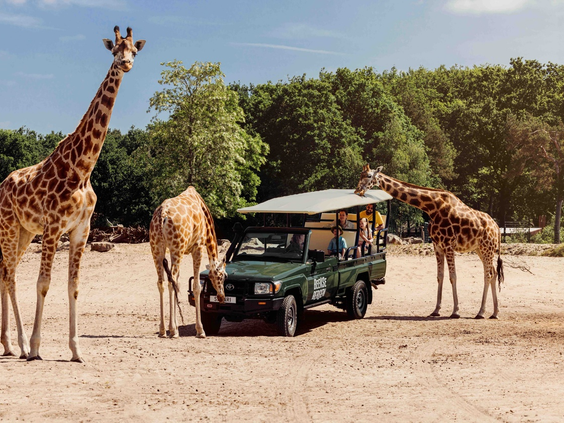 Drie giraffen omringen een bussafari met bezoekers op de savanne van Beekse Bergen
