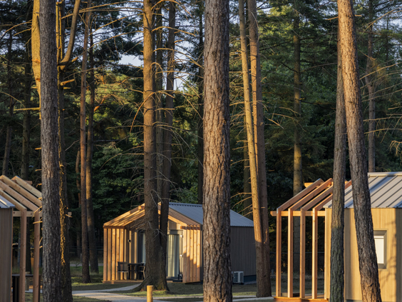Moderne houten vakantiehuizen (lodges) verscholen tussen de hoge dennenbomen op Bospark 't Wolfsven.