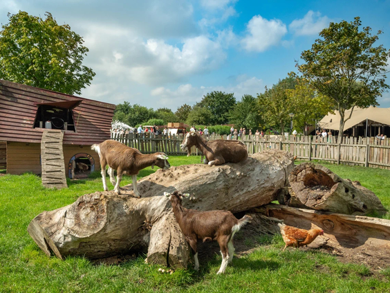 Kinderen kijken naar de dieren op de kinderboerderij van de camping
