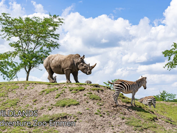 Neushoorns in Wildlands Adventure Zoo Emmen nabij de camping