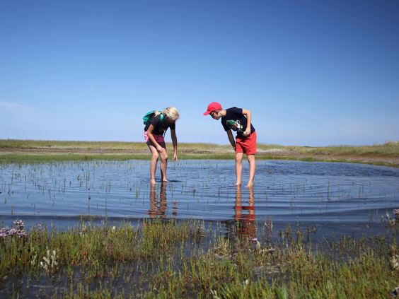 Twee kinderen zoeken naar schelpen en krabbetjes in het water van natuurgebied De Slufter op Texel.