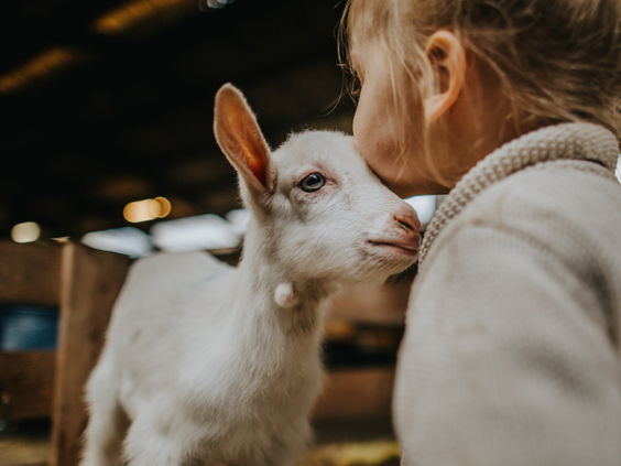 Een meisje knuffelt een jong wit geitje op de kinderboerderij van Vakantiepark De Krim op Texel.