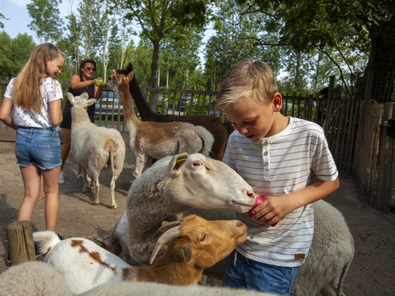 Kinderen voeren en aaien de tamme alpacas op de kinderboerderij van de camping