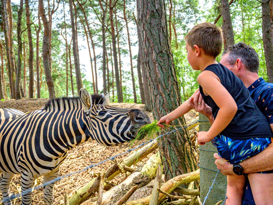 Een zebra in de natuur, een leuk uitstapje in de omgeving van de Veluwe