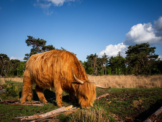 Een grote Schotse Hooglander met een dikke, rossige vacht graast op de Strabrechtse Heide, vlak bij Vakantiepark De Strabrechtse Vennen.